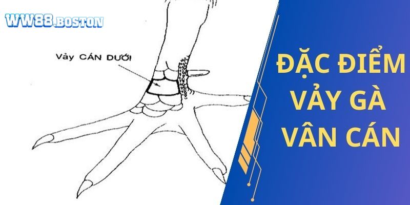 Cách chăm sóc và nuôi dưỡng gà vảy vấn cán hoành khai