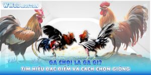 Gà Chọi Là Gà Gì? Tìm Hiểu Đặc Điểm Và Cách Chọn Giống