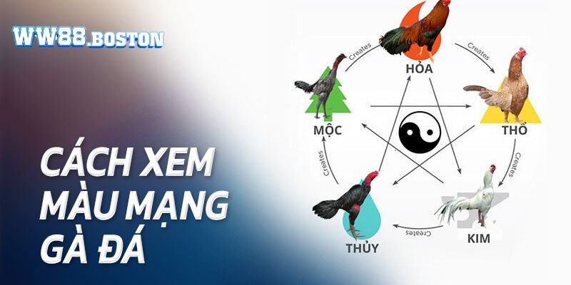 Nguồn gốc của phương pháp xem màu mạng gà đá