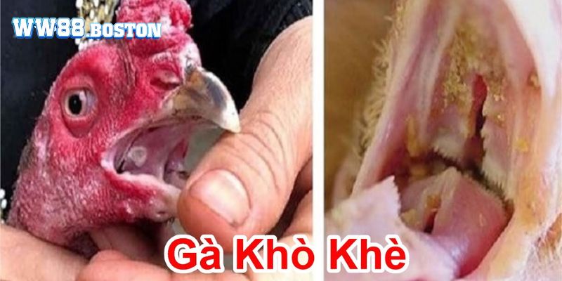 Nguyên nhân khiến gà chọi bị khò khè là gì