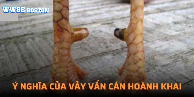 Tìm hiểu vảy vấn cán hoành khai là gì?