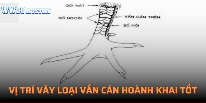 Vảy vấn cán hoành khai nằm ở vị trí nào tốt nhất?