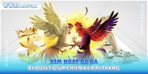 Xem Ngày Đá Gà - Bật Mí Bí Quyết Giúp Chiến Kê Đại Thắng